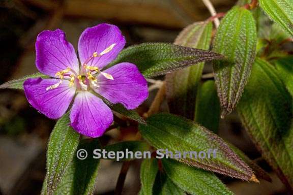 tibouchina longisepala 2 graphic